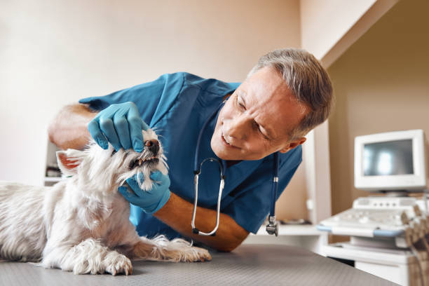 Best Weekend Emergency Dentist in Mayflower, AR